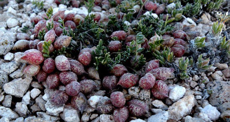 Astragalus montii
