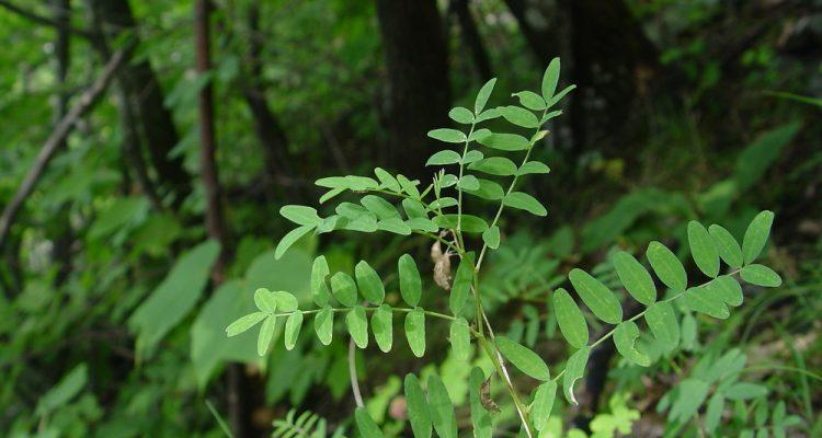 Astragalus robbinsii var. jesupi