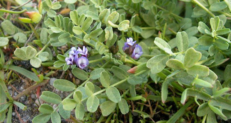 Astragalus tener var. titi