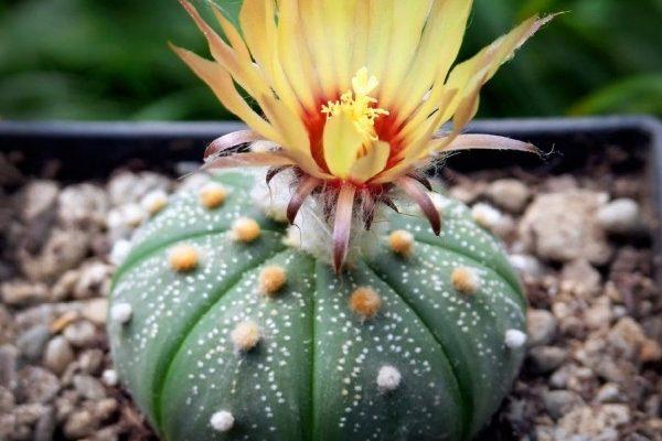 Astrophytum asterias