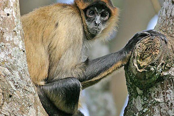 Ateles geoffroyi frontatus