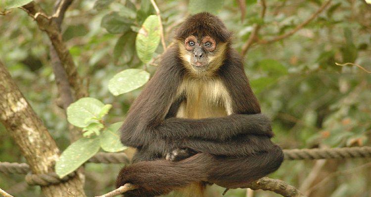 Ateles geoffroyl panamensis