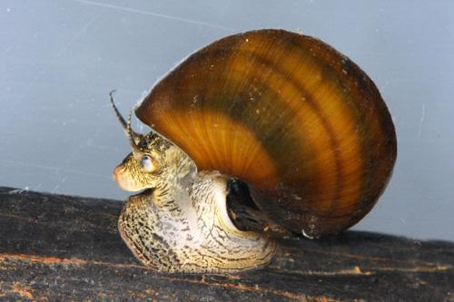 Athearnia anthonyi