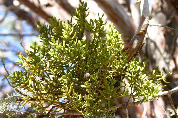 Auerodendron pauciflorum
