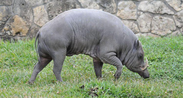 Babyrousa babyrussa