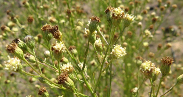 Baccharis vanessae