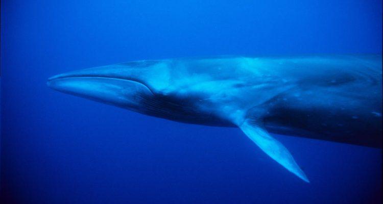 Balaenoptera borealis
