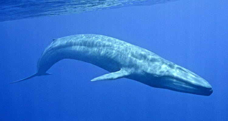 Balaenoptera musculus
