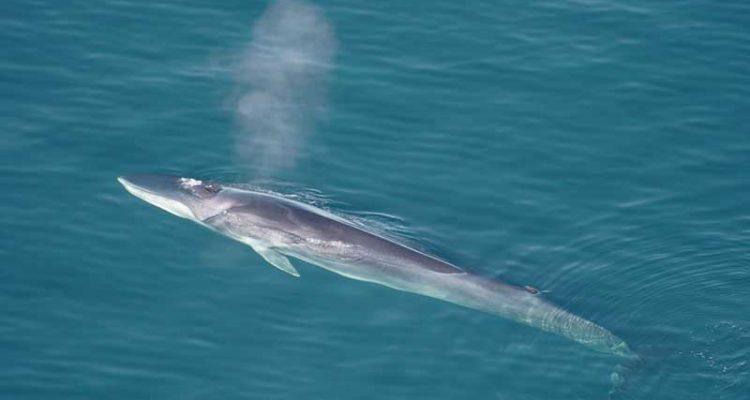 Balaenoptera physalus