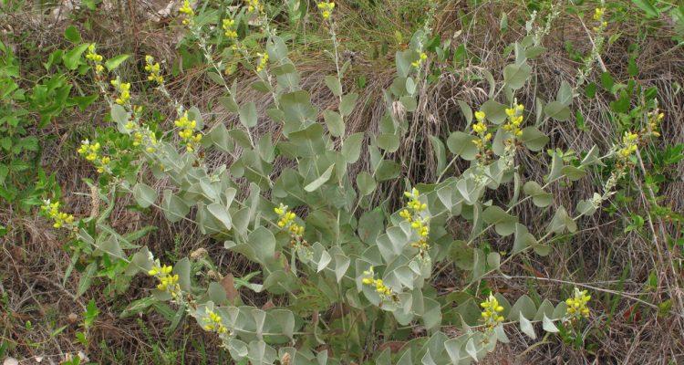 Baptisia arachnifera