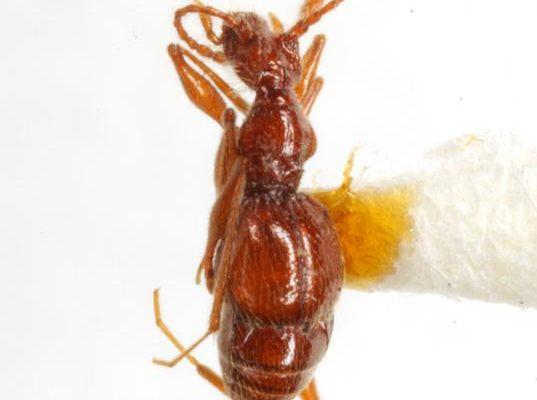 Batrisodes texanus