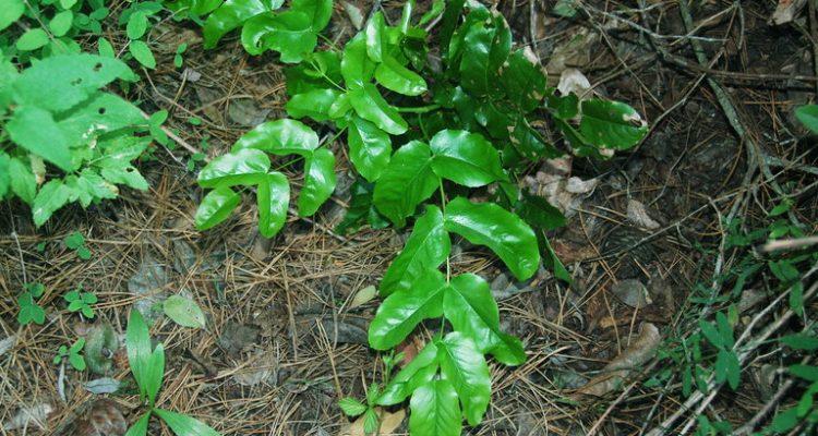 Berberis pinnata ssp. insularis