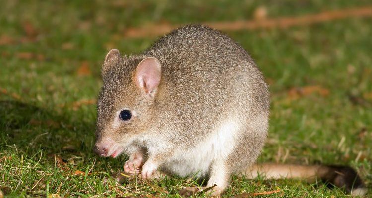 Bettongia gaimardi