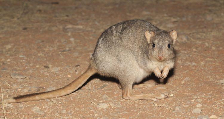 Bettongia lesueur
