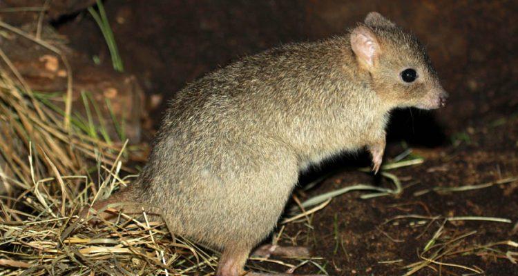 Bettongia penicillata