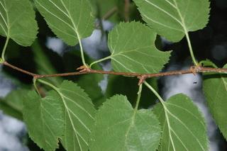 Betula uber