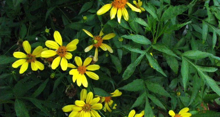 Bidens amplectens