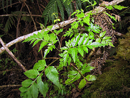 Bidens campylotheca pentamera