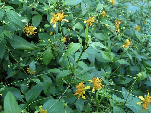 Bidens campylotheca waihoiensis