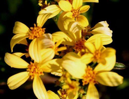 Bidens conjuncta