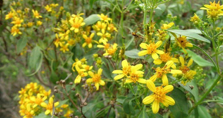 Bidens micrantha ctenophylla