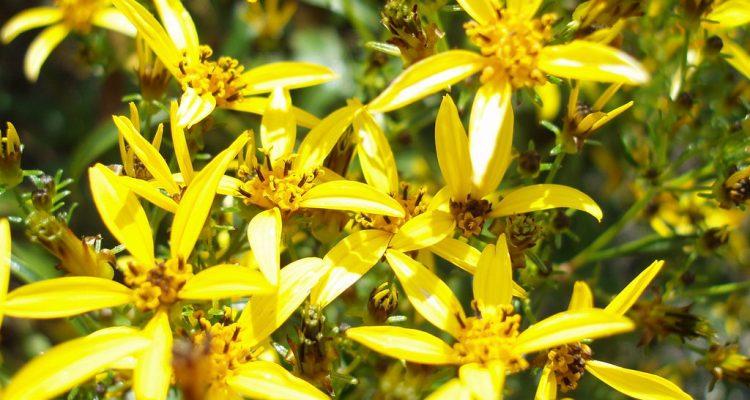 Bidens micrantha ssp. kalealaha