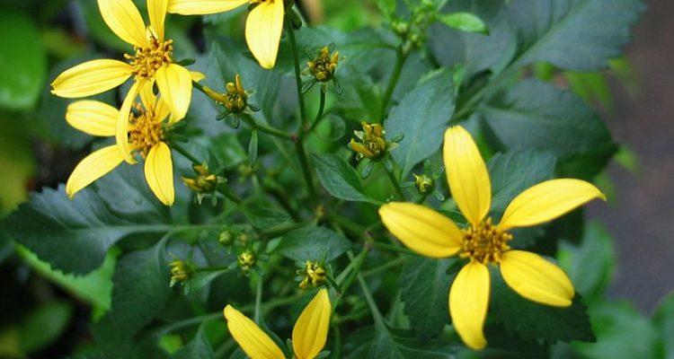 Bidens wiebkei