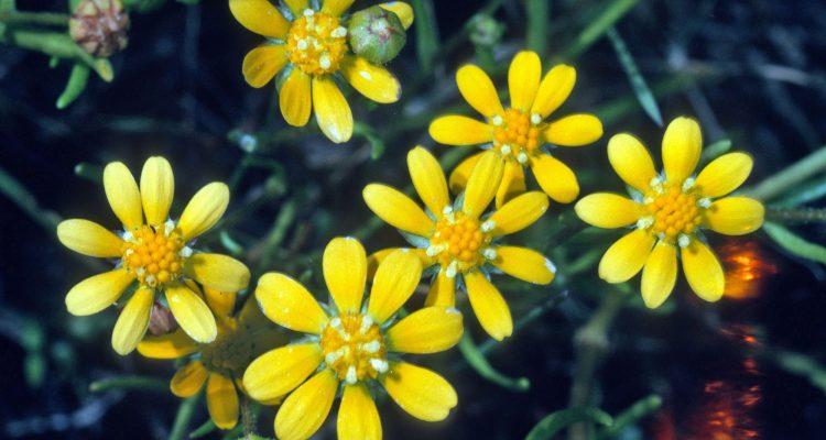 Blennosperma bakeri