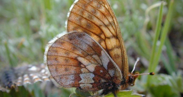 Boloria acrocnema