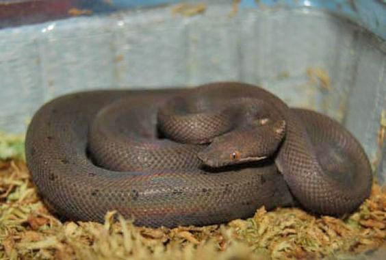 Bolyeria multocarinata