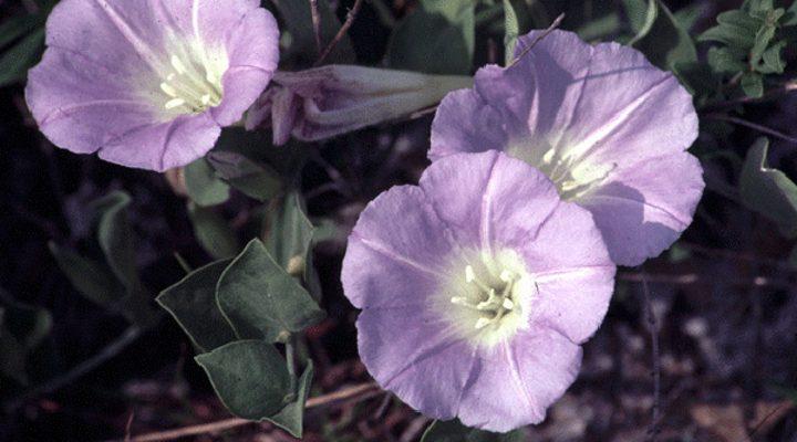 Bonamia grandiflora