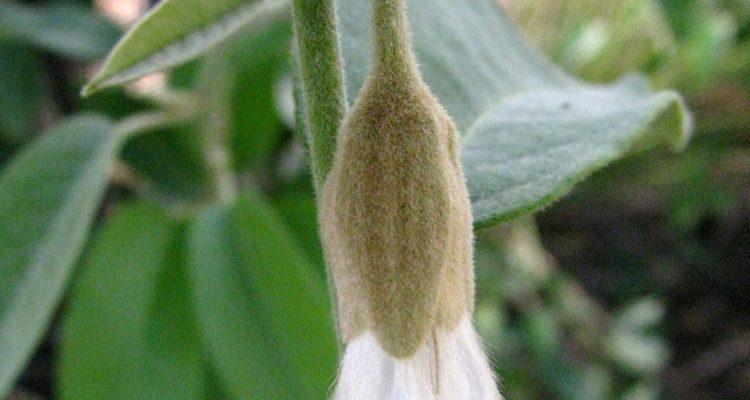 Bonamia menziesii