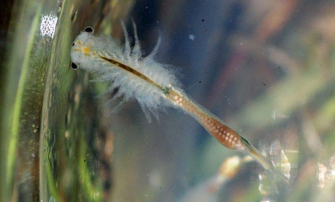Branchinecta conservatio