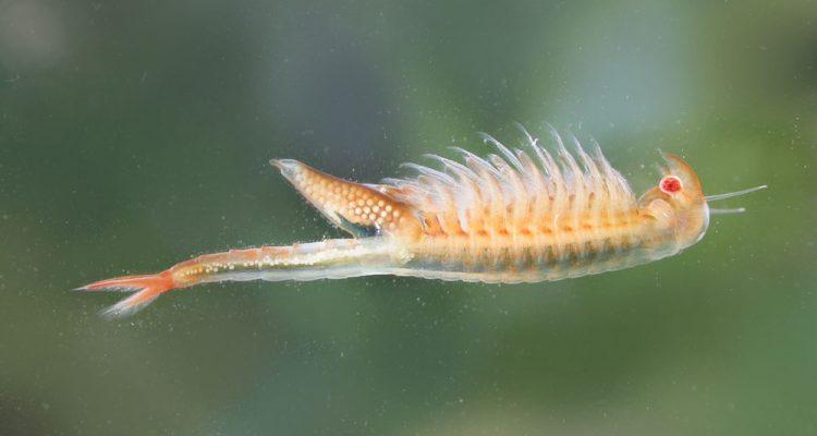 Branchinecta longiantenna