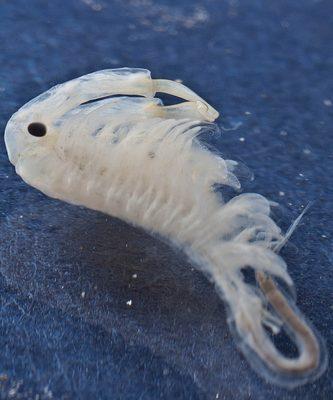 Branchinecta sandiegonensis