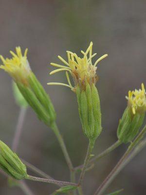 Brickellia mosieri