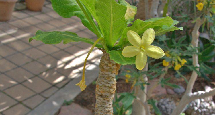 Brighamia insignis