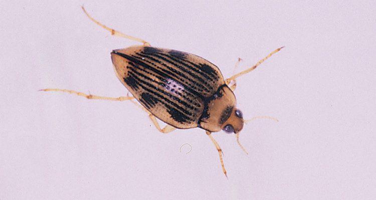 Brychius hungerfordi