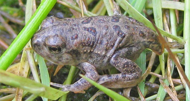 Bufo hemiophrys baxteri