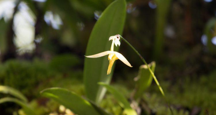 Bulbophyllum guamense