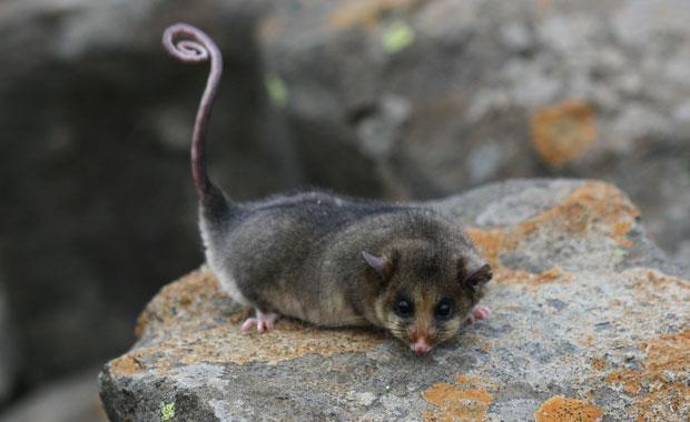 Burramys parvus