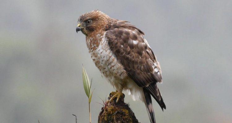 Buteo platypterus brunnescens