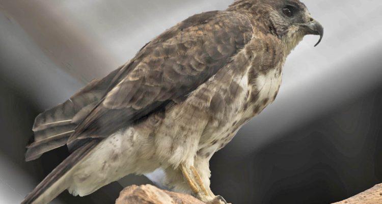Buteo solitarius