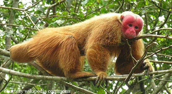 Cacajao spp.