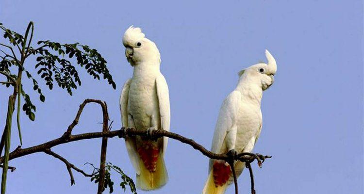 Cacatua haematuropygia