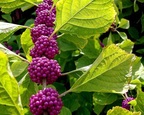 Callicarpa ampla