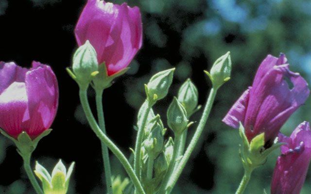 Callirhoe scabriuscula