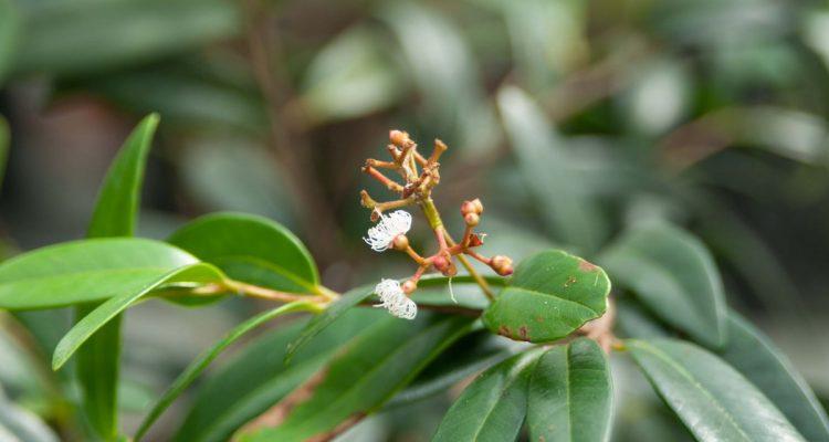 Calyptranthes thomasiana
