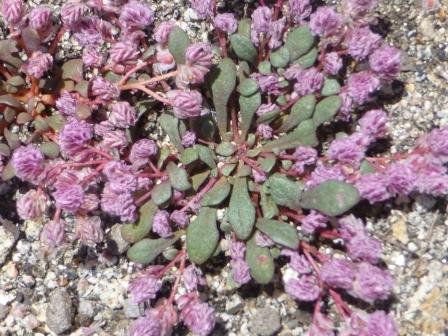 Calyptridium pulchellum
