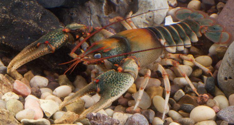 Cambarus callainus